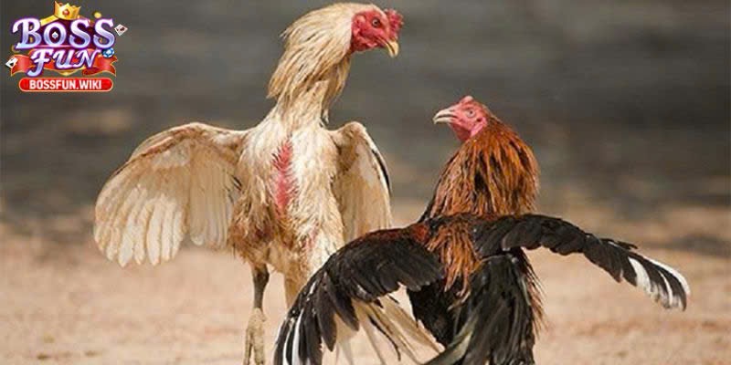 Cách Chơi Đá Gà Online BossFun – Hướng Dẫn Chi Tiết 3 Nhà cái đỉnh cao, chất lượng hàng đầu hiện nay