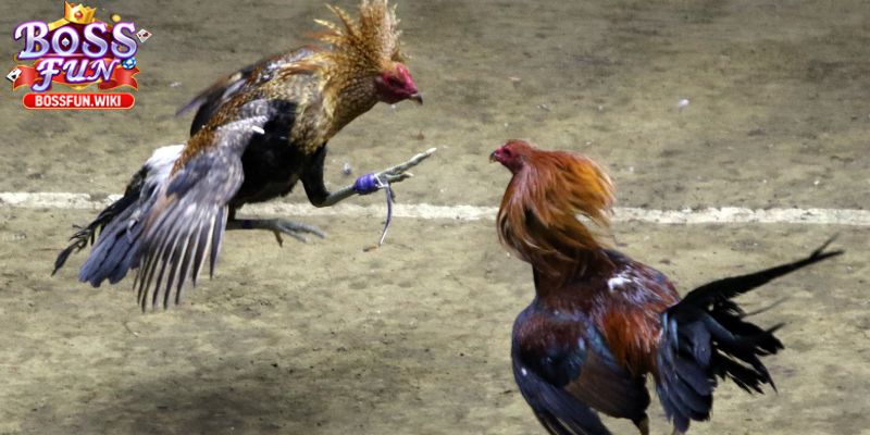 Khái quát đôi nét về trò chơi dân gian đặc biệt 