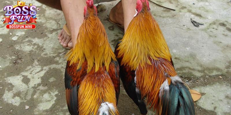 Sảnh Đá Gà BossFun – Đấu Trường Đỉnh Cao Cho Cao Thủ 1 Khái quát về đấu trường đẳng cấp đỉnh cao